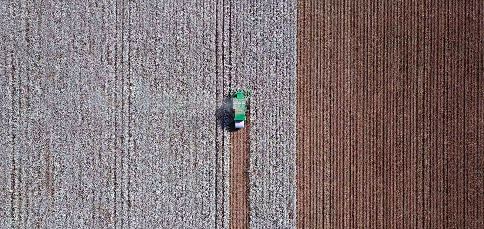 Cotton field